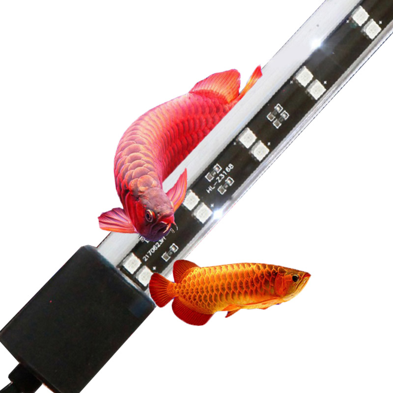 72cm 20 Watt Red Arowana Aquar - Aquarium Fish Keeping 评论和价格