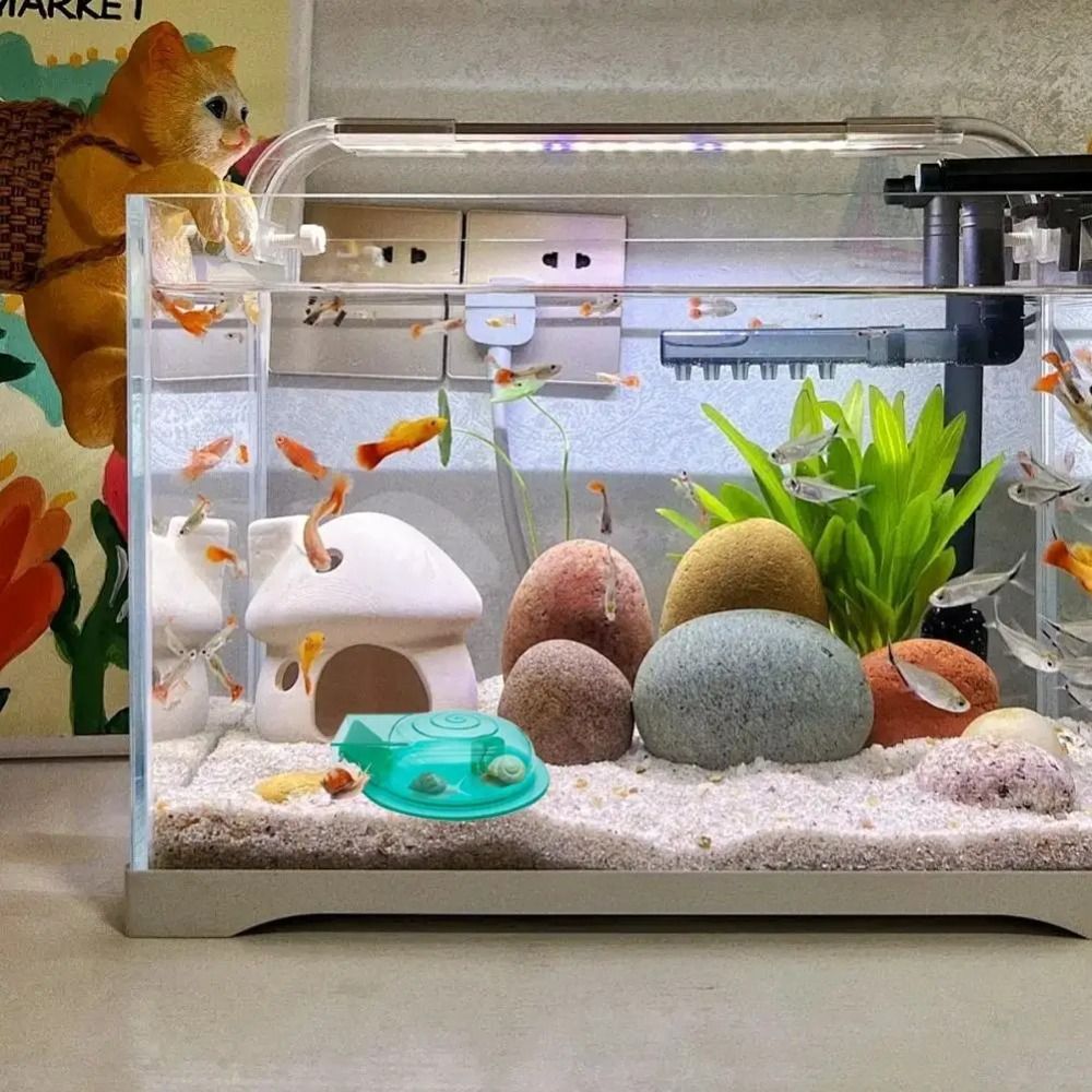 Freshwater Saltwater Aquarium  - Aquarium Fish Eggs 评论和价格