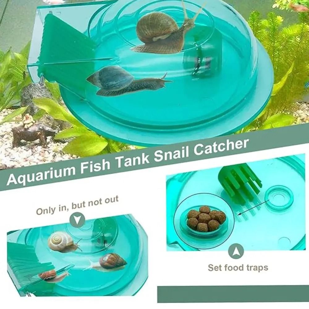 Freshwater Saltwater Aquarium  - Aquarium Fish Eggs 评论和价格