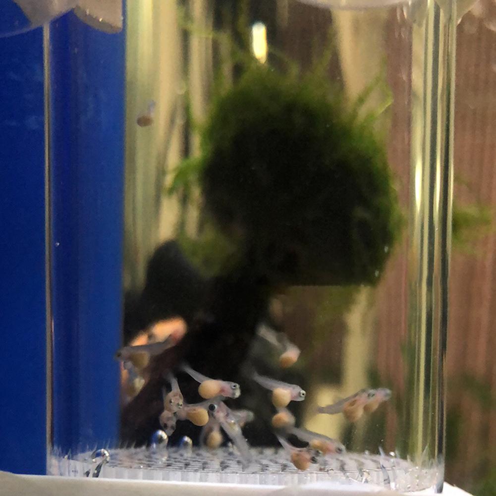 40mm Aquarium Cichlids Hatcher - Aquarium Fish Eggs 评论和价格